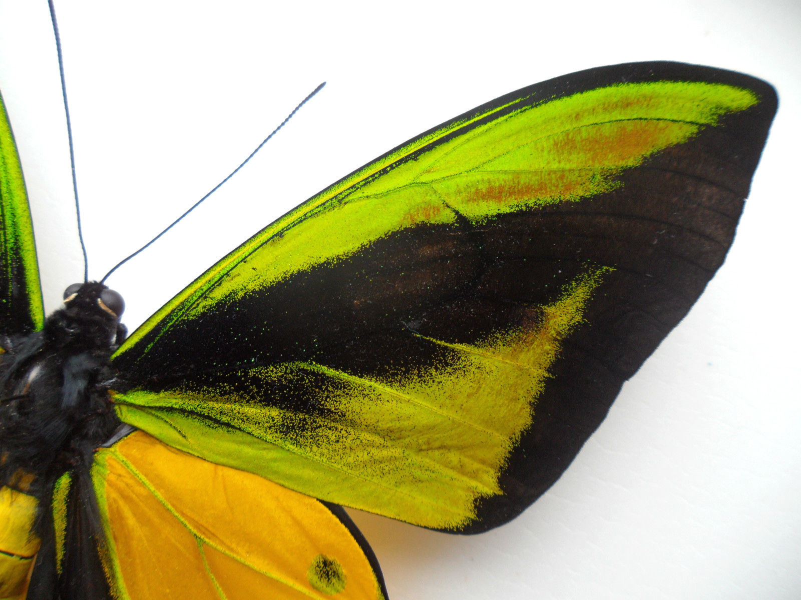ORNITHOPTERA GOLIATHU SAMSON MALE RED ABERRATION ARFAK INDONESIA3 (Internet Image property of respective owner, non-commercial use only)